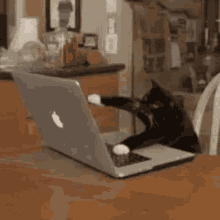 0634d7ed-5cb6-43ac-84fb-45179b2637e8-cat.gif